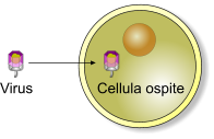 Penetrazione del virus nella cellula ospite